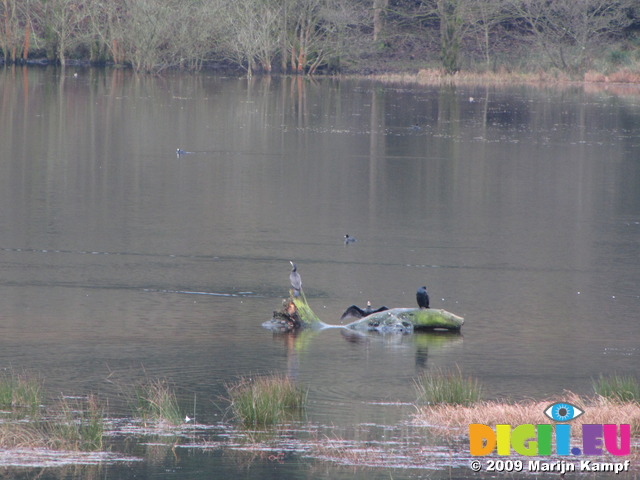 SX10559 Cormorants (Phalacrocorax Carbo) in Talybont Reservoir